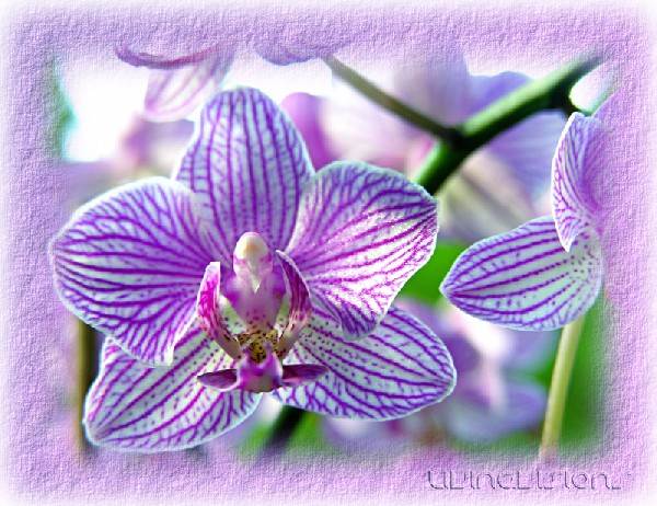 orchid.jpg - 56822 Bytes