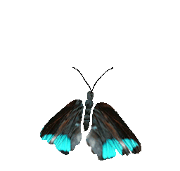 butterfly5animation.gif